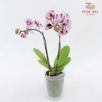 Phalaenopsis Orchid Two Tone Light Purple Without Pot / Per Stem (S) - Pudu Ria Florist Southern