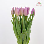 Tulip Purple 郁金香 - (8-10 Stems)