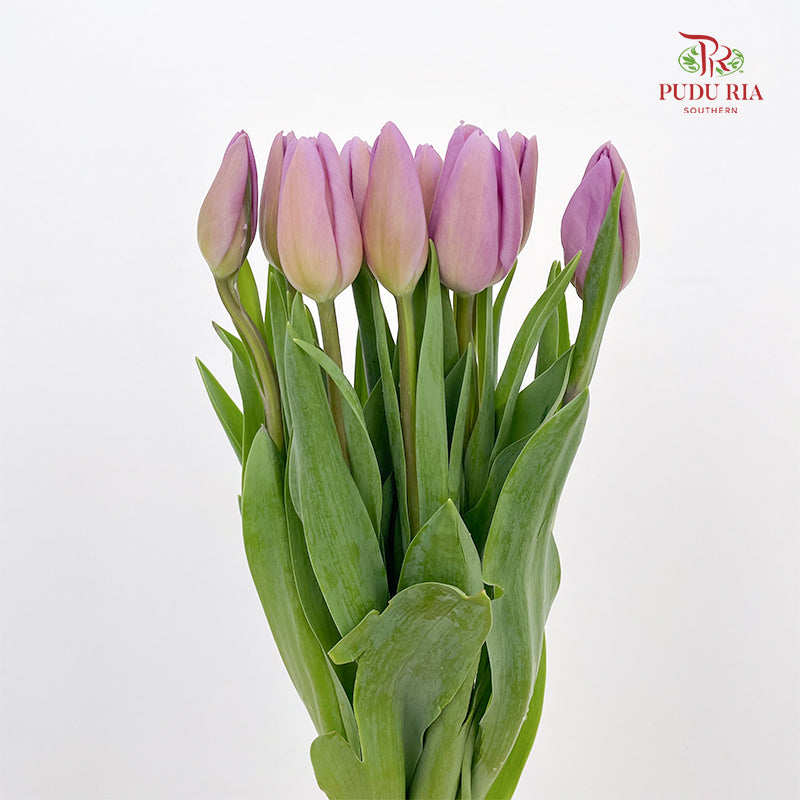 Tulip Purple 郁金香 - (8-10 Stems)
