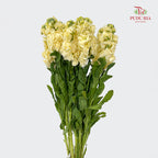 Matthiola Yellow - (10 Stems)
