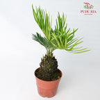 Cycas - Pudu Ria Florist Southern