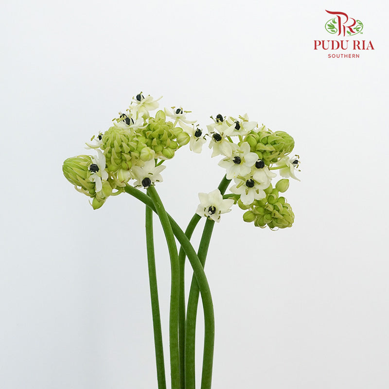Ornithogalum Arabicum Ufo - Pudu Ria Florist Southern