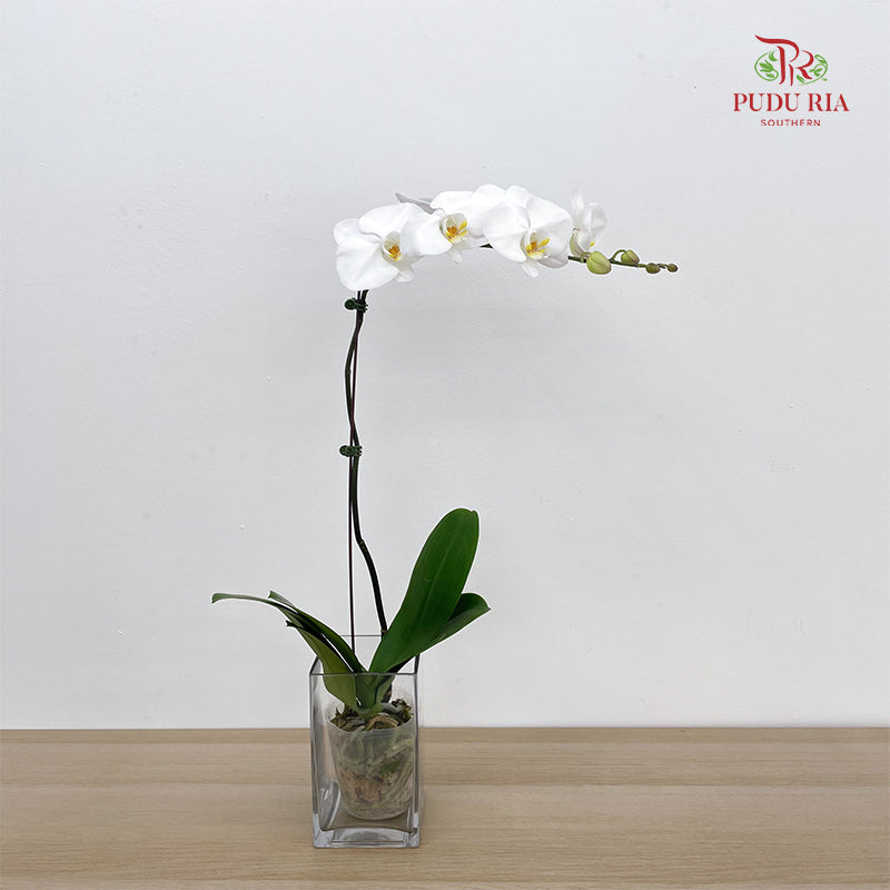 Phalaenopsis Orchid White Big Single Stem