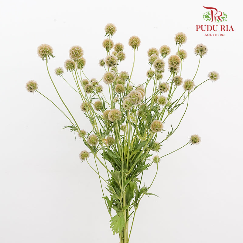 Scabiosa Colour Brown 风车果 - (Per Bundle)