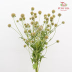 Scabiosa Colour Brown 风车果 - (Per Bundle)