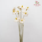 Dry Sunflower Seed Flower - White (Disk Flower Yellow)