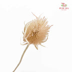 Dry Cardus - Natural