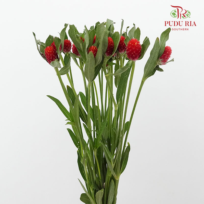 Gomphrena Strawberry Red - Pudu Ria Florist Southern