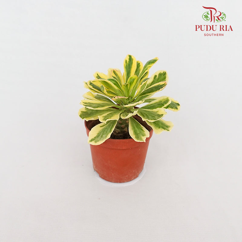 Euphorbia Poissonii Rar