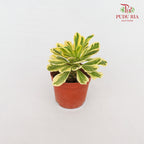 Euphorbia Poissonii Rar