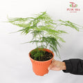 Asparagus Setaceus Dwarf - Pudu Ria Florist Southern
