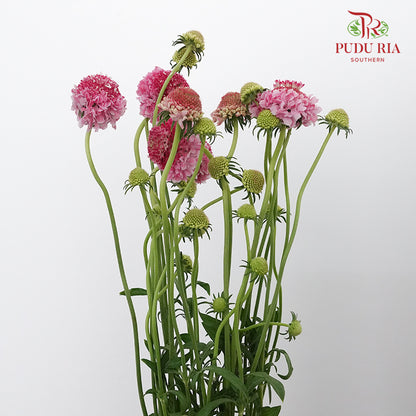 Scabiosa Colour Light Pink (Per Bundle) - Pudu Ria Florist Southern