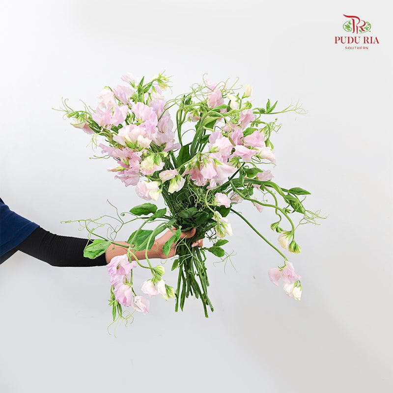 Sweet Pea Pink 香豌豆 - (Per Bundle)