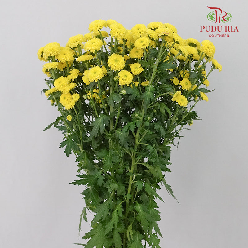 Chrysanthemum Calimero Pompom Yellow (10-12 Stems) - Pudu Ria Florist Southern