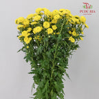 Chrysanthemum Calimero Pompom Yellow (10-12 Stems) - Pudu Ria Florist Southern