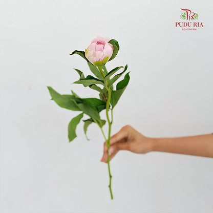 Peony Charlie white 查理白芍药 - (5 Stems)