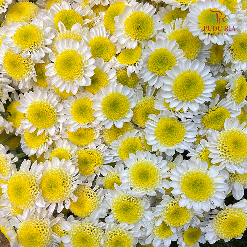 Chrysanthemum Pompom Daisy Egg - (10-12 Stems)