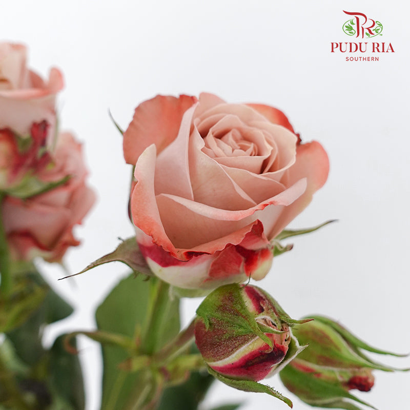 Rose Spray Cappuccino (5 Stems) - Wholesale flowers delivery in JB ...