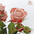 Rose Spray Cappuccino - (5 Stems)