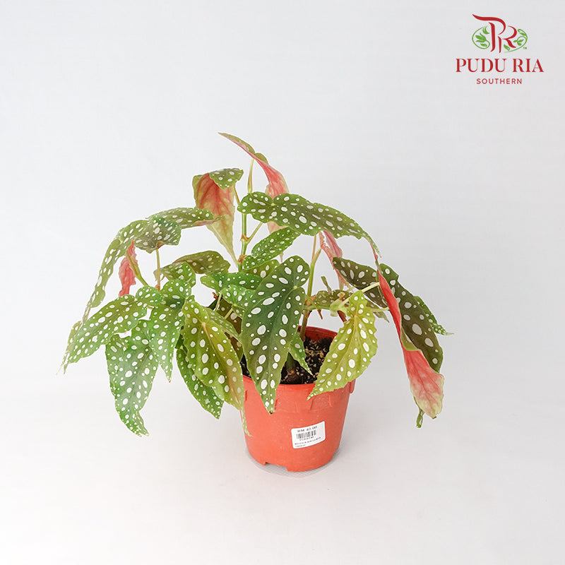 Begonia - Maculata - Pudu Ria Florist Southern