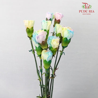 Carnation Dyed Rainbow  (8-10 Stems) - Pudu Ria Florist Southern
