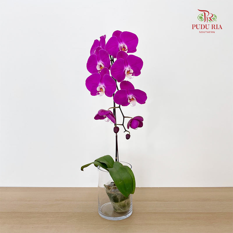 Phalaenopsis Orchid Purple Center White Big Single Stem
