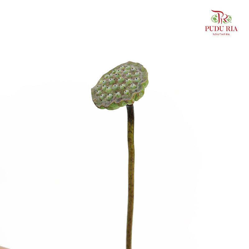 Lotus Pod - (Per Stem)
