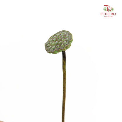 Lotus Pod - (Per Stem)