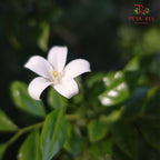 Murraya Paniculata