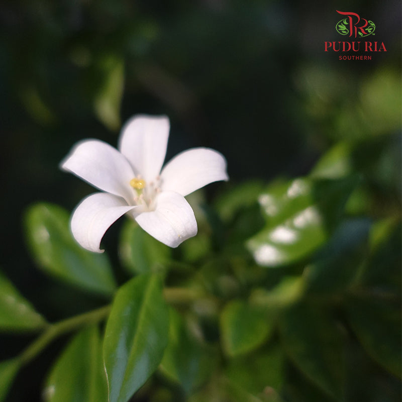 Murraya Paniculata