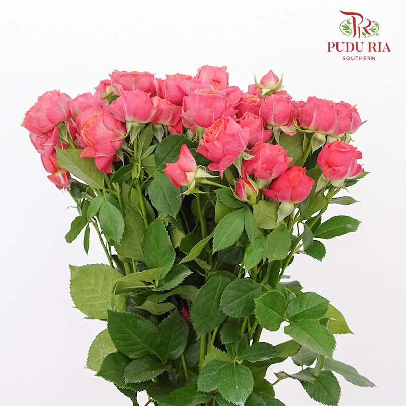 Rose Spray Pink/Orange (8-10 Stems) - Pudu Ria Florist Southern
