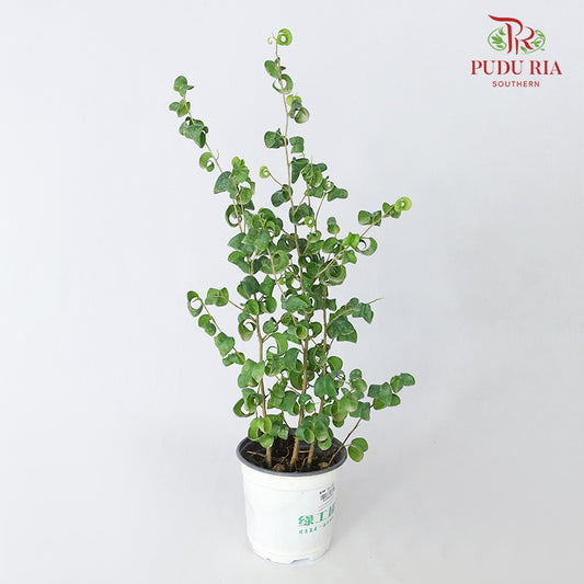 Ficus Benjamina Barok - Pudu Ria Florist Southern