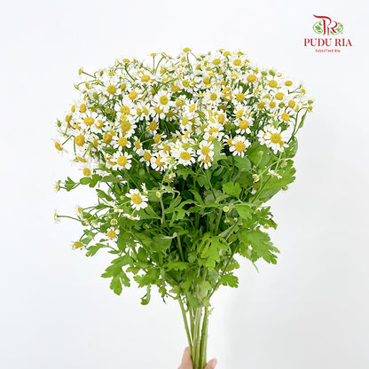 Matricaria - (Per Bunch)