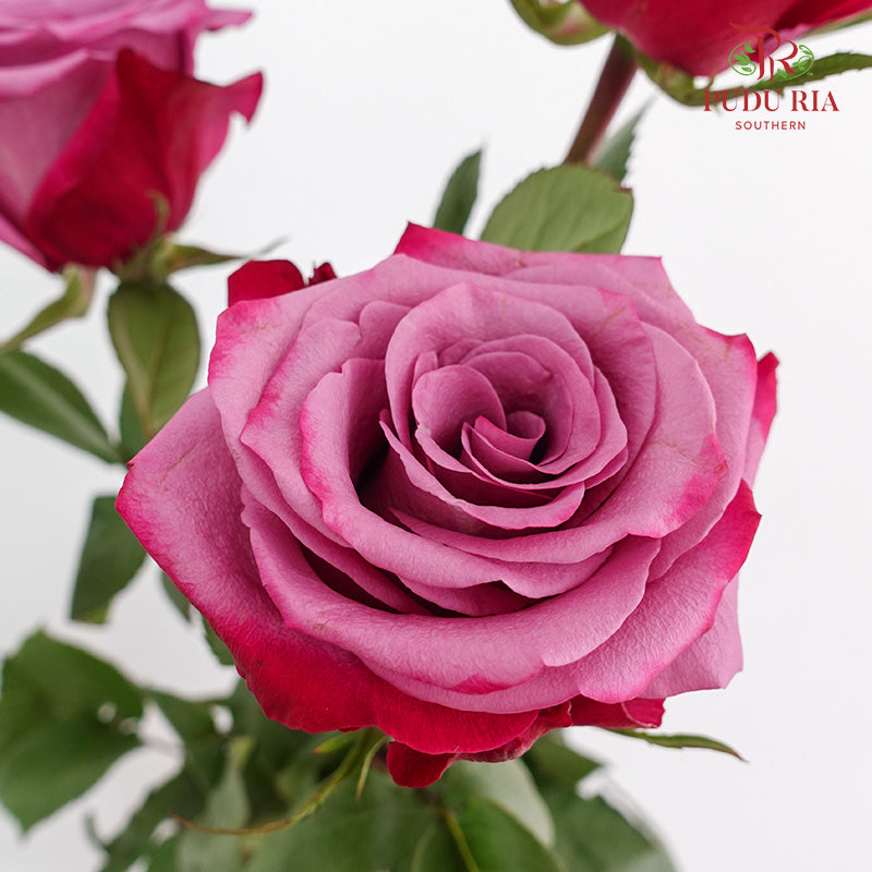 Rose Violet Hill - (15 Stems)