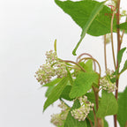 Ceanothus 美洲茶 - (5 Stems)