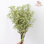 Pittosporum Small Leaf - Pudu Ria Florist Southern
