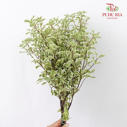 Pittosporum Small Leaf - Pudu Ria Florist Southern