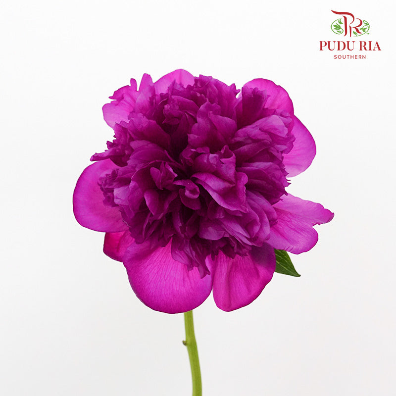 Peony Dark Purple (2 stems) - Pudu Ria Florist Southern
