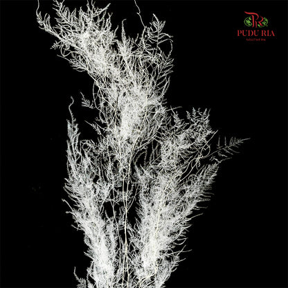 Preservative Asparagus Fern - White