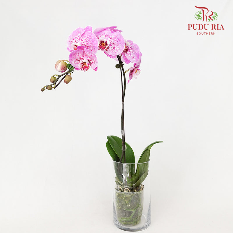 Phalaenopsis Orchid Spot Light Purple Big Single Stem