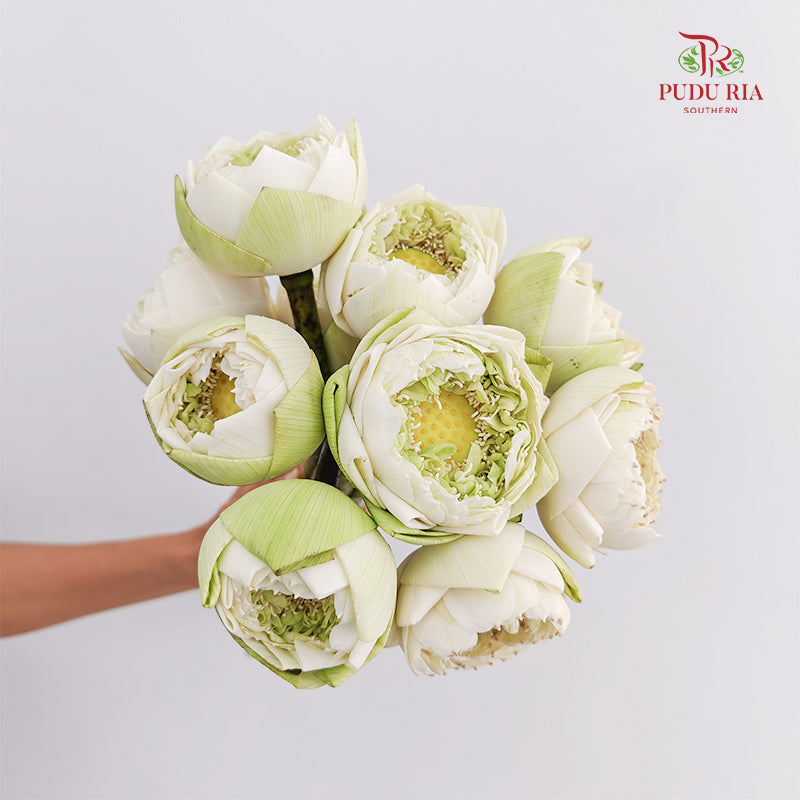 Lotus White - (9-10 Stems)