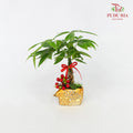 CNY Potted Plant Arrangement 2024#21