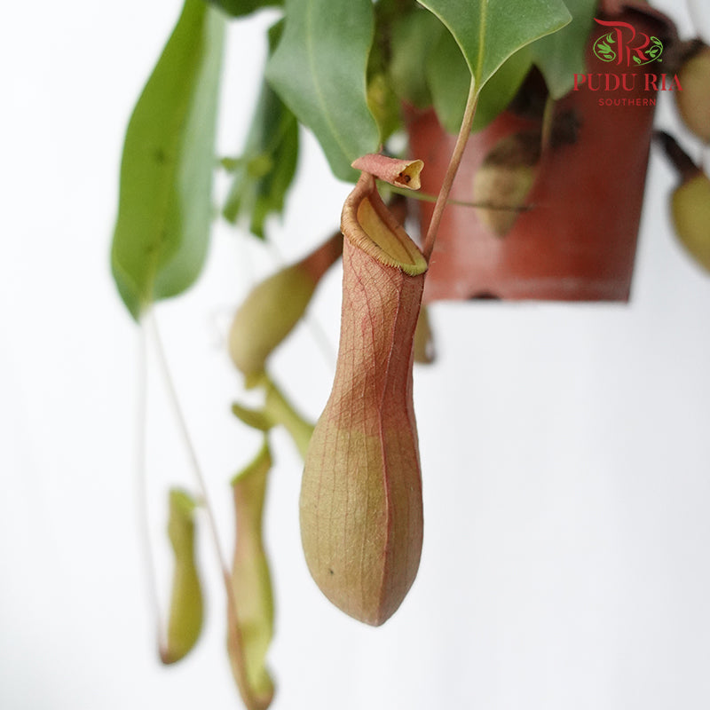 Nepenthes Hanging - Pudu Ria Florist Southern