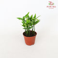 Podocarpus Nagi