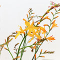 Crocosmia Orange Lucifer 雄黃蘭 - (Per Bundle)