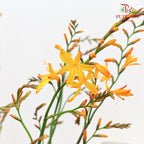 Crocosmia Orange Lucifer 雄黃蘭 - (Per Bundle)