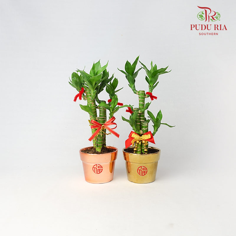 CNY Potted Plant Arrangement 2024#2