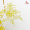 Preservative Asparagus Fern - Yellow