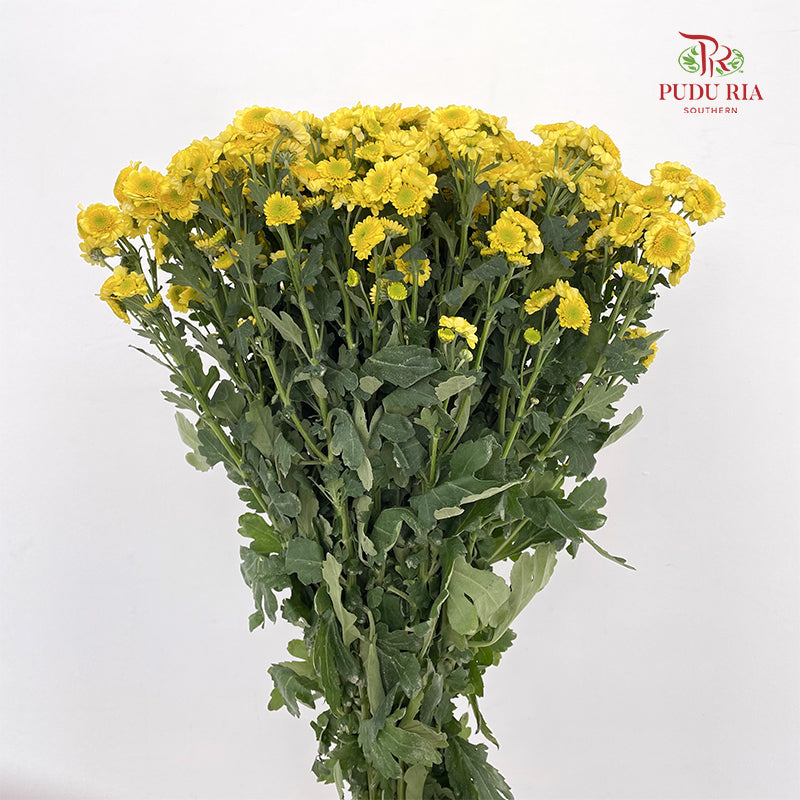 Chrysanthemum Pompom Daisy Scrambled Egg - (10-12 Stems)