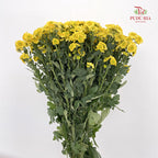 Chrysanthemum Pompom Daisy Scrambled Egg - (10-12 Stems)